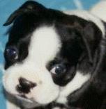 Boston Terrier Puppy